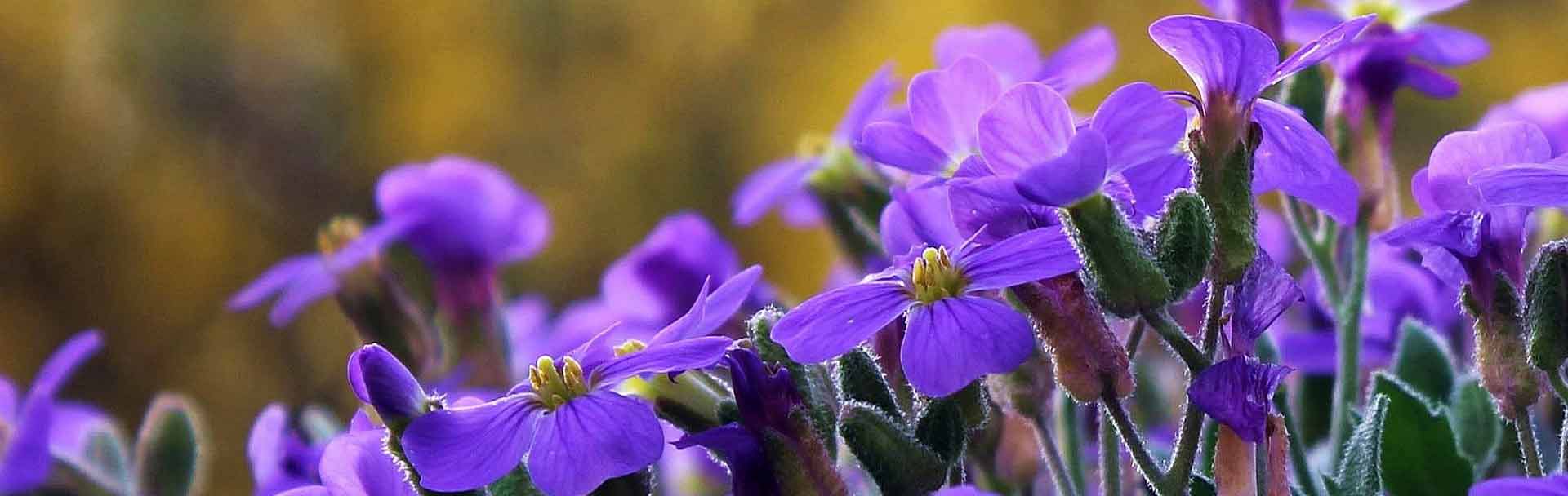 cranesbill-1335634_1920@1920