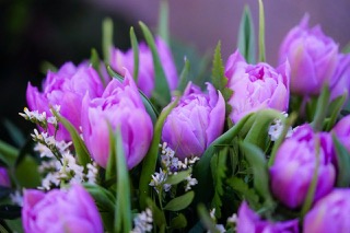 tulips-4925923_1280