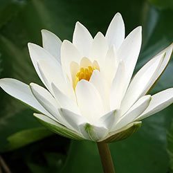 water-lily-1885485@250x250